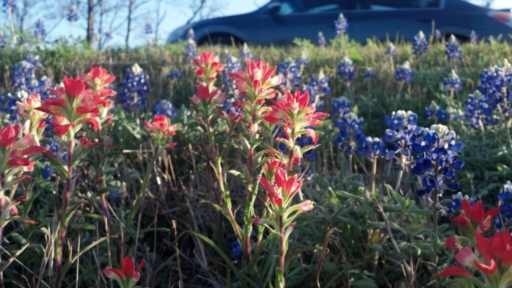 Blue Bonnets & Indian Paintbrushes near Bastrop, TX