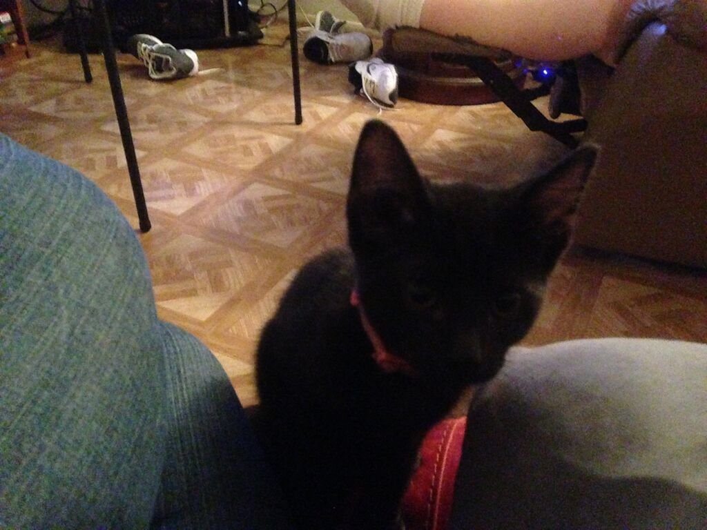 Luna and Dexter loved to play fetch.