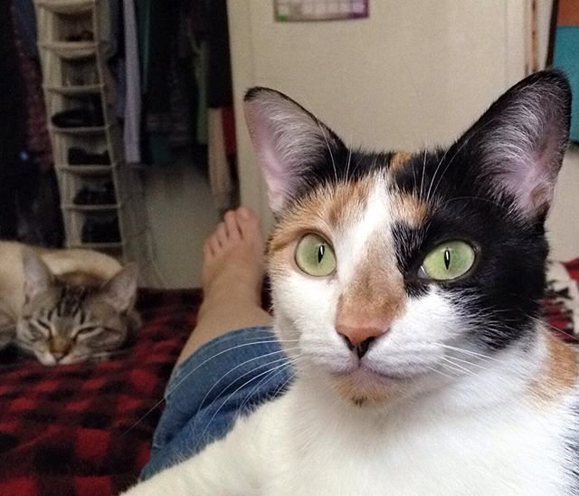 Luna & Gandalf and pretty sure I Luna and Dexter and Gandalf the Grey cat at the time.